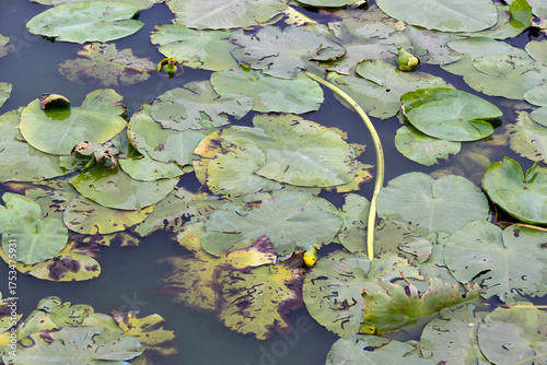 Water lily leaves on the surface of the water. Horizontal shot.