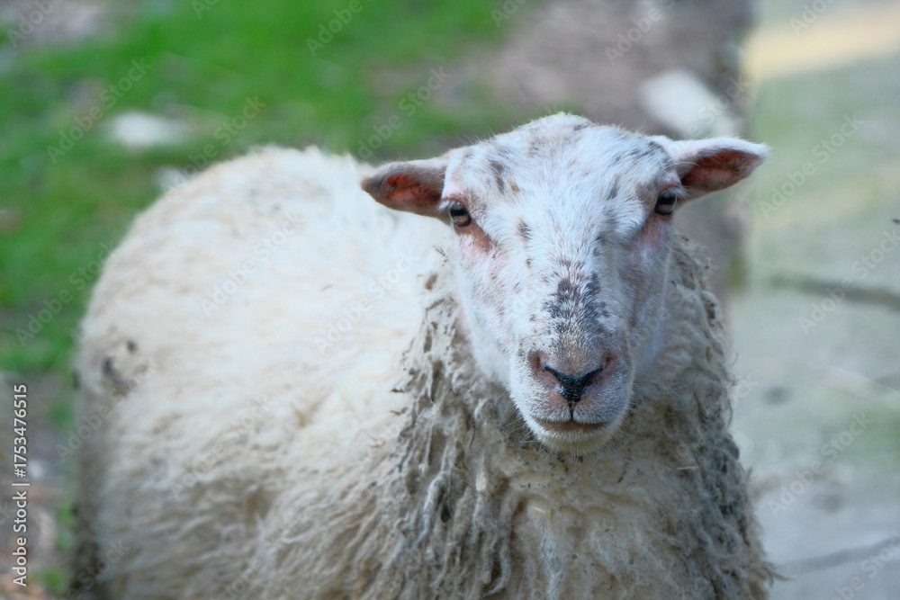 Fototapeta premium portrait of white sheep close up