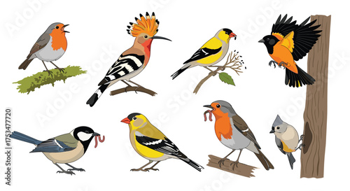 A charming collection of various songbirds with their delightful plumage and some carrying tasty worms.