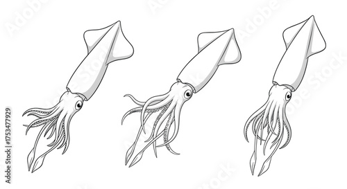 Illustrations of three cephalopods demonstrating their tentacles and mantle shapes.