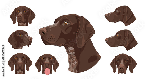 A detailed collection of German Shorthaired Pointer portraits showcasing various angles and expressions.