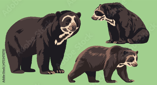 Spectacled bears are a species of bear native to South America.