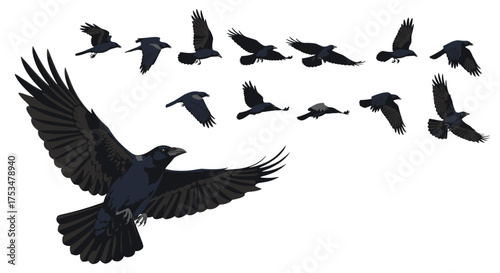 A flock of crows in flight animated sequence for gaming and animation.