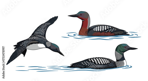 This illustration depicts three loons in different poses and environments.