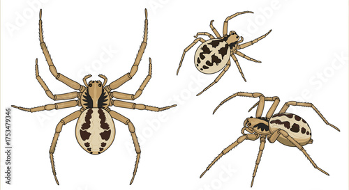 Detailed illustrations of three brown spiders with distinct markings and long legs.