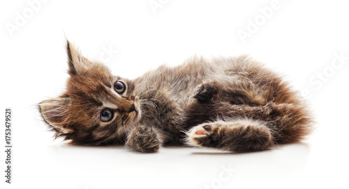 Obraz na płótnie Gray tabby kitten lying down on white background.