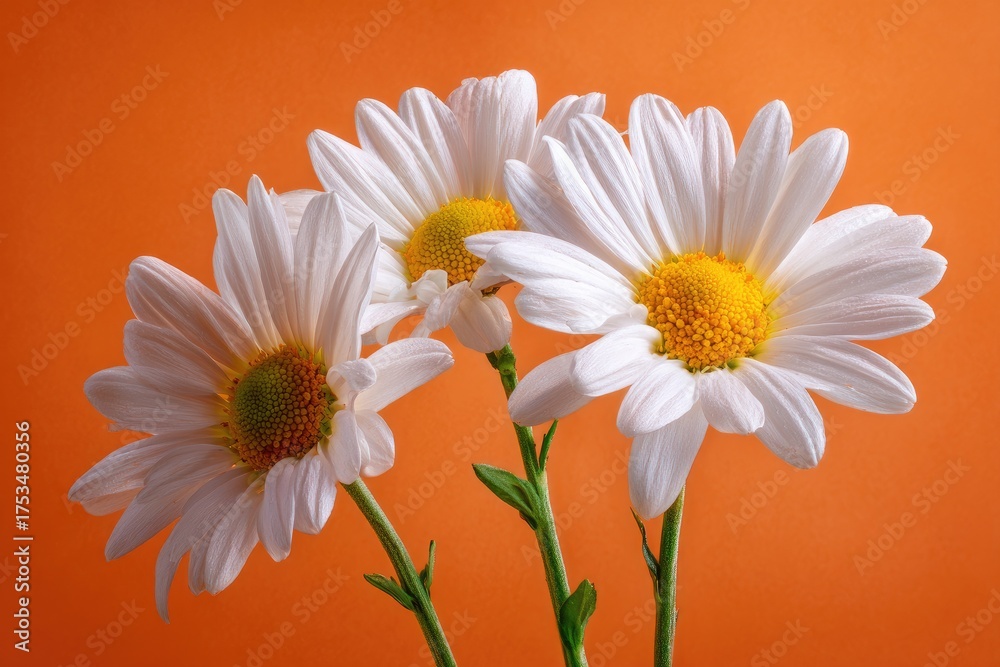 Naklejka premium Three white-petaled flowers with yellow centers, stems, against a vibrant orange backdrop