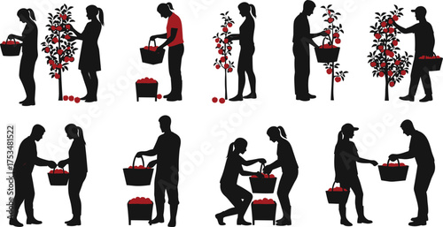 Apple picking silhouettes, farm labor scene, red fruit harvest, teamwork illustration, crate and basket, rural attire, vector art, agriculture concept