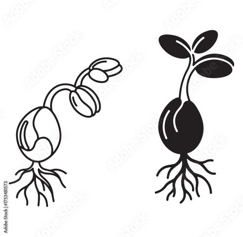 Black and white illustration of sprouting seeds demonstrating plant life cycle and growth
