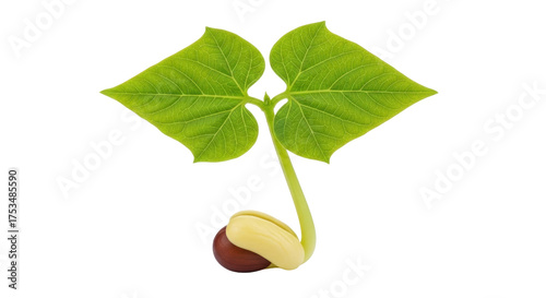 Isolated green bean sprout with two leaves growing from seed, close-up studio shot