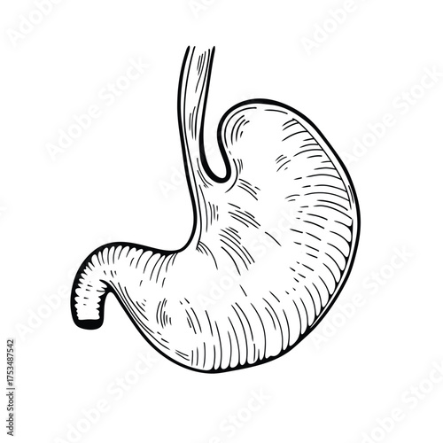 Stomach vector illustration in sketch style. Simple anatomical outline for medical projects, education, science infographics, and healthcare design.