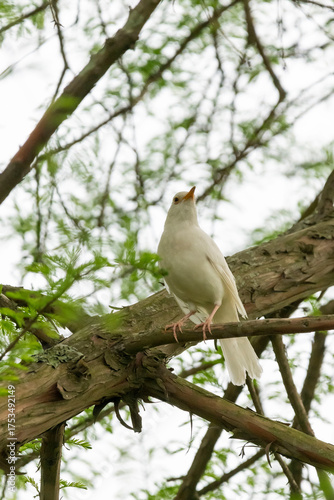 bird on a tree