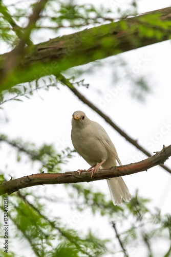 white dove on branch