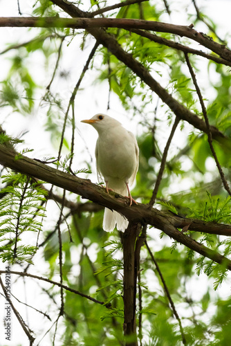 white dove on a branch