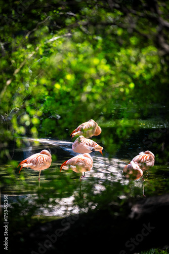 Flamingo Fly