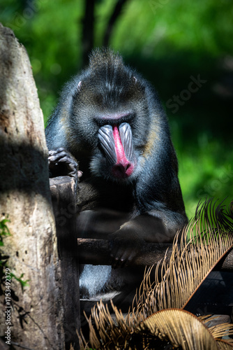 baby baboon sitting on the ground