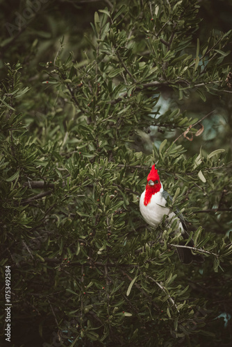 Cardenal animal