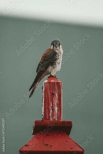 bird of prey