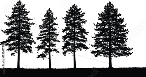 Black silhouette of four pine trees on white background with grass vector