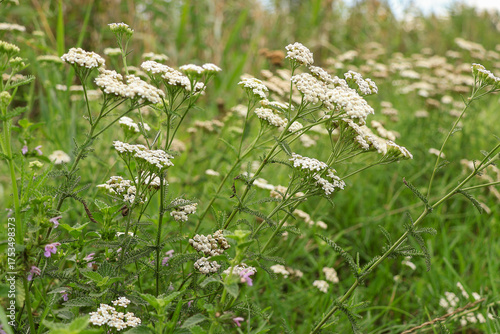 Yarrow wildflowers in summer meadow