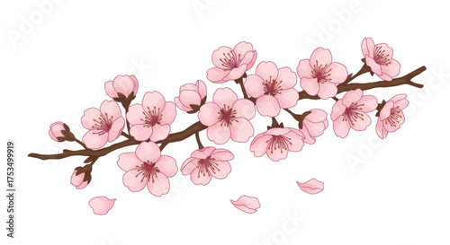 A beautiful illustration of a cherry blossom branch with delicate pink flowers and falling petals, perfect for spring themes
