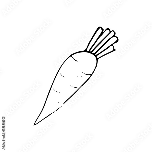vector drawing of a carrot