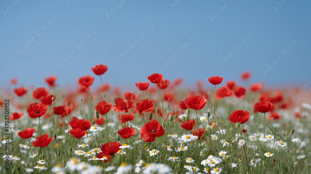 Fototapeta premium Vibrant poppies dance under azure skies, evoking Anzac Day's solemnity and Lammas's vibrant fertility celebrations