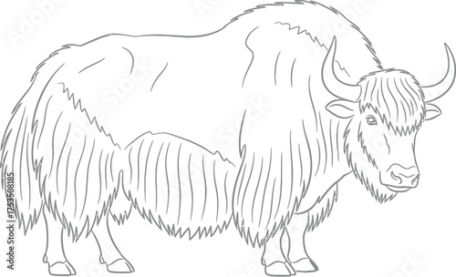 Line Drawing of a Yak, Animal Illustration on a White Background