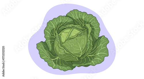 A fresh green cabbage with its tightly packed leaves and a hint of purple around it.