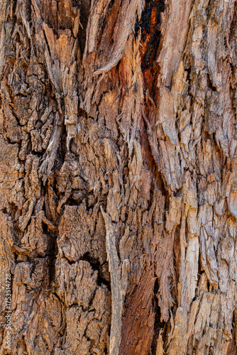 bark of a tree close up	
