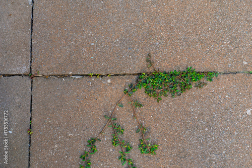 Close view of a section of concrete stone rectangular tiles with a persistent plant creeping through the horizontal crack between two tiles