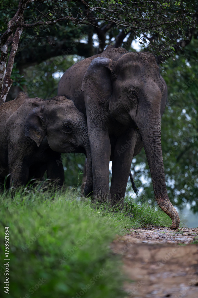 Obraz premium A herd of Indian Elephants protecting the calf