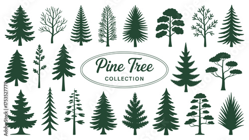 Diverse collection of pine trees evergreen conifers forest woodland nature elements