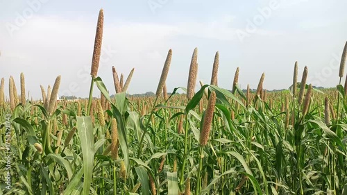 Ripped Bajara (millet) crop field with blue sky hd pearl millet