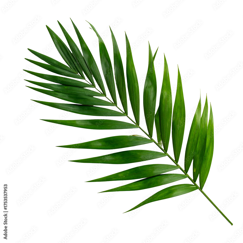 Naklejka premium Single, vibrant green palm leaf on a black background, showcasing a glossy texture