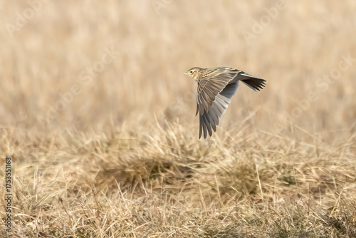 Skylark