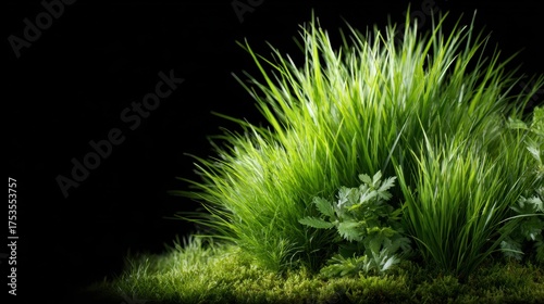A vibrant display of green grass and herbs against a stark black background, accentuating the beauty and richness of natural vegetation and its textures.