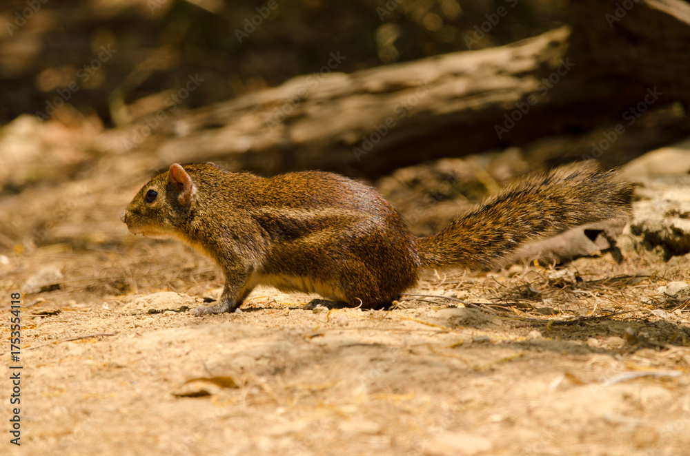 Naklejka premium Berdmore's ground squirrel Menetes berdmorei. Cat Tien National Park. Vietnam.