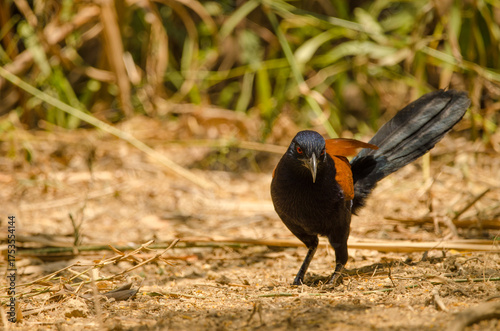 Greater coucal Centropus sinensis intermedius. Cat Tien National Park. Vietnam.
