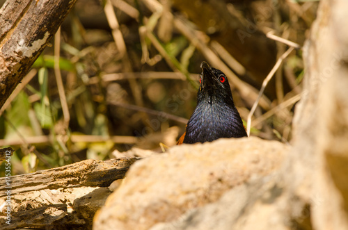 Greater coucal Centropus sinensis intermedius drinking water. Cat Tien National Park. Vietnam.