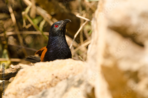 Greater coucal Centropus sinensis intermedius drinking water. Cat Tien National Park. Vietnam.