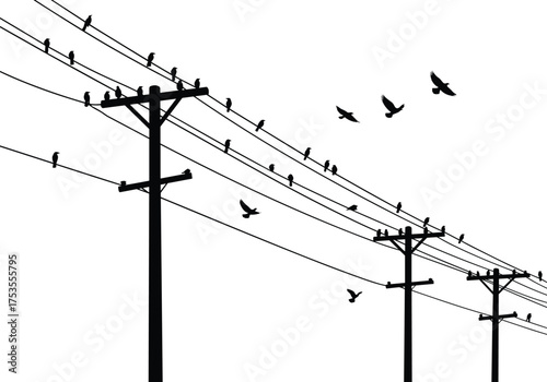 Birds on power lines, silhouette utility poles, flying birds, minimalist landscape, sunset sky, electric wires, depth perspective, nature, urban scene
