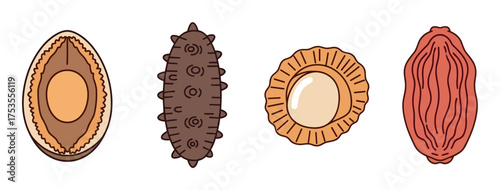 Four diverse illustrated sea cucumbers displayed in a row, showcasing various textures and shapes.