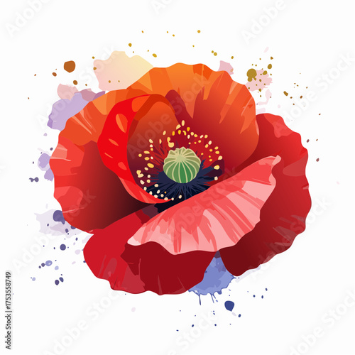 Roter Klatschmohn mit sichtbarem Pollenstaub