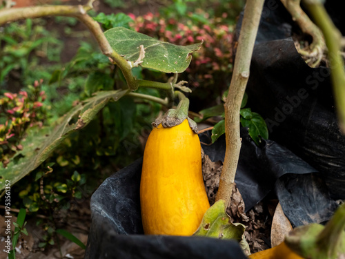 Yellow eggplant growing in a garden pot. Ripe overmature aubergine on plant with green leaves and natural outdoor background, organic agriculture and healthy food concept.