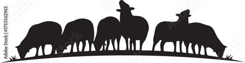 Silhouette of grazing sheep flock on a gentle hill with grass in a rural farm landscape scene