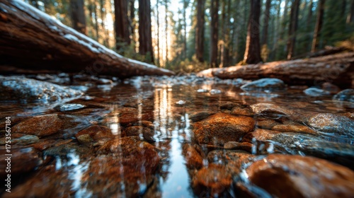 A serene forest scene capturing a calm stream reflecting dappled sunlight through the trees, evoking a feeling of peace, nature's beauty, and tranquility in the wilderness.