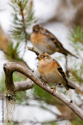 Brambling is colorful little bird