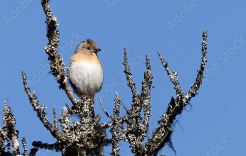 Brambling is colorful little bird