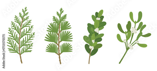 Four distinct green botanical branches, including coniferous and broadleaf, each with unique leaf shapes and berries, illustrated in a naturalistic style.